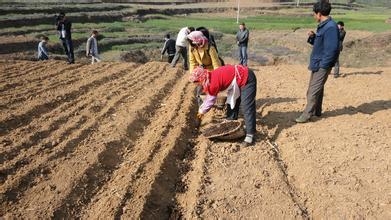 基地种植.jpg